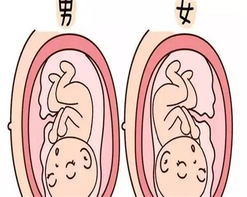 2026去台湾做借卵试管婴儿费用是多少?